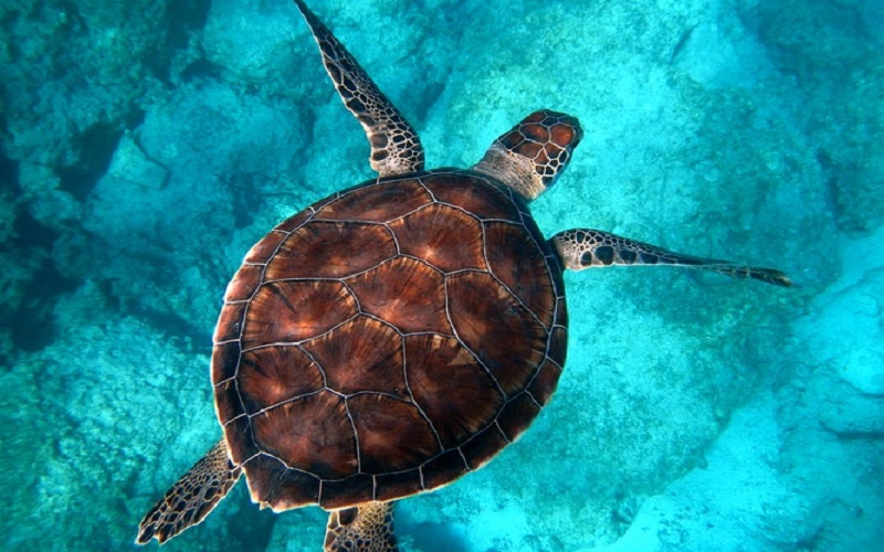 Dive into the best diving spots in the world!
