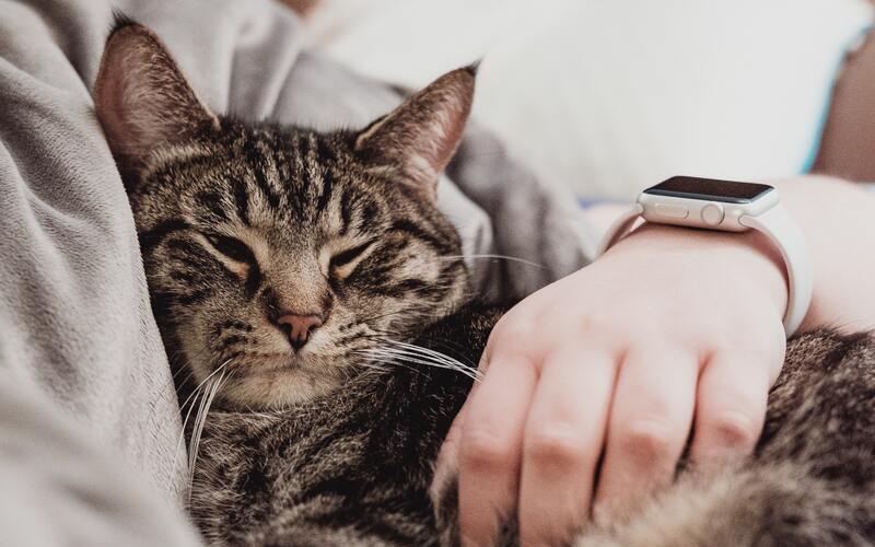 Happy cats, Happy home