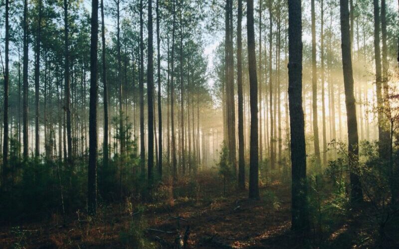 Sonnenlicht faellt durch dichtes Blaetterdach in einen ruhigen Mischwald