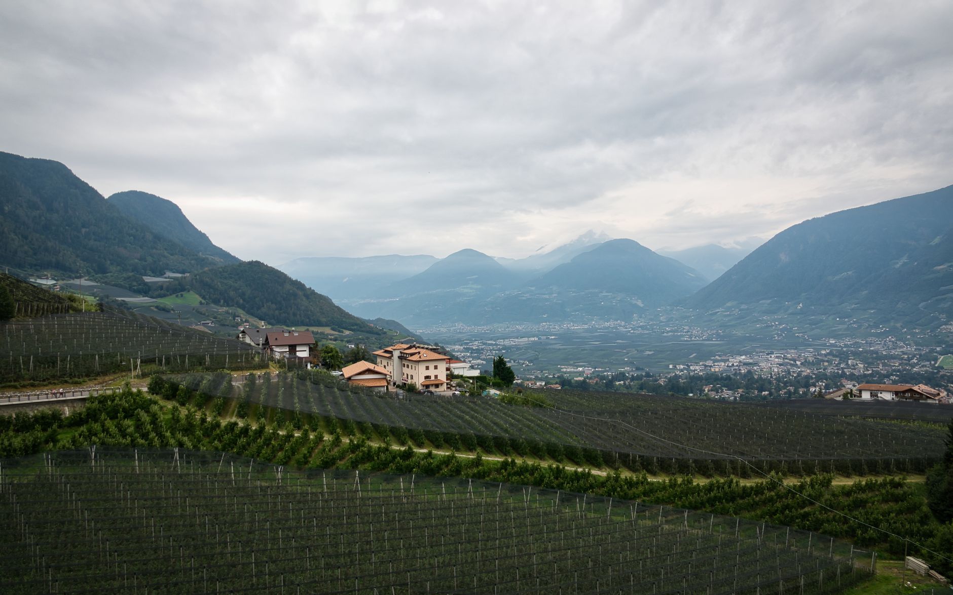 Herbstliche Weinberge in Schenna bei Meran, Südtirol, mit den Bergen im Hintergrund