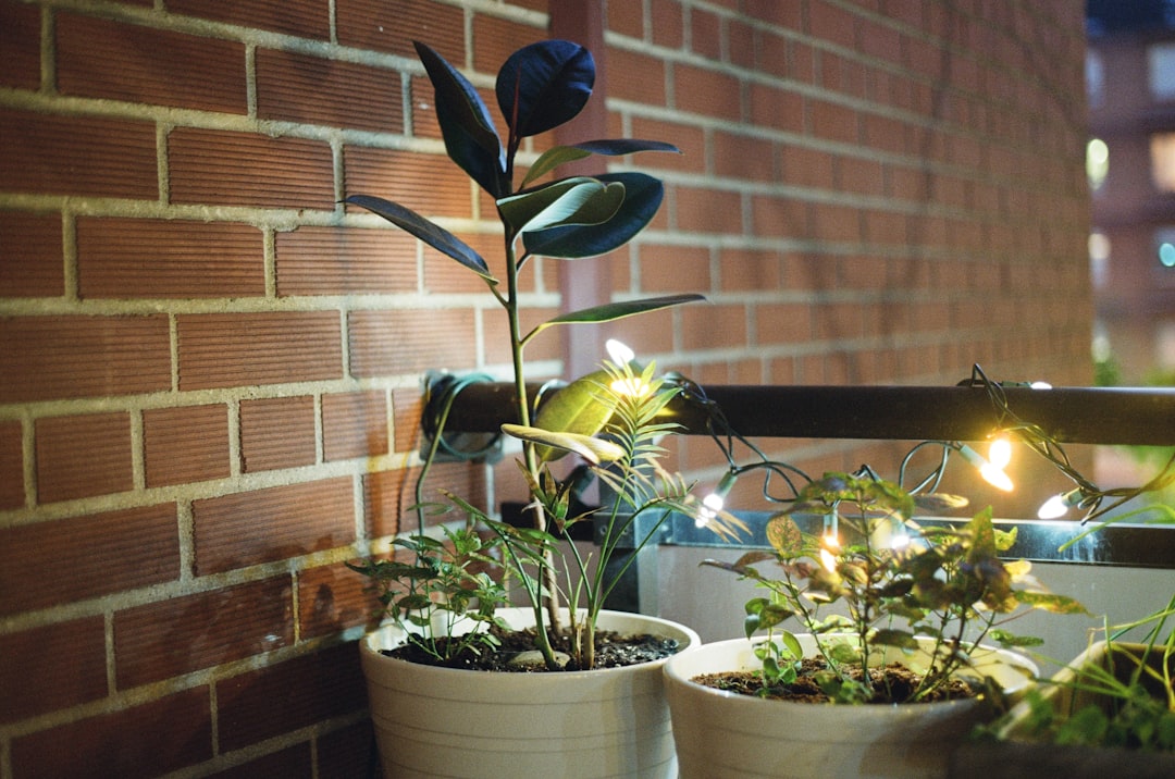 Warmes Licht macht die Stimmung: eine Lichterkette zwischen den Pflanzen verwandelt den Balkon nach Sonnenuntergang in eine Wohlfühlecke.