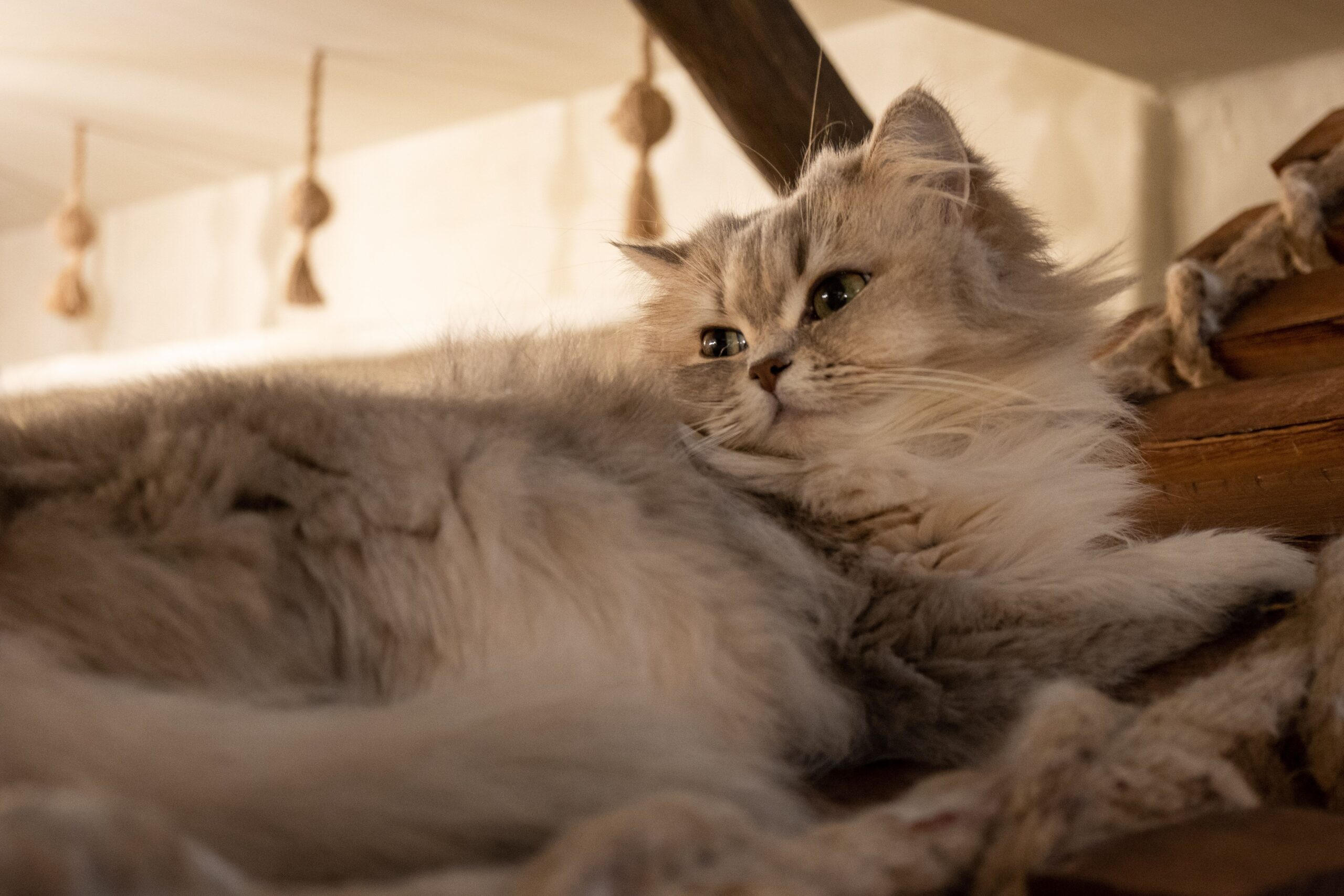 Glückliche Katzen, Glückliches Heim