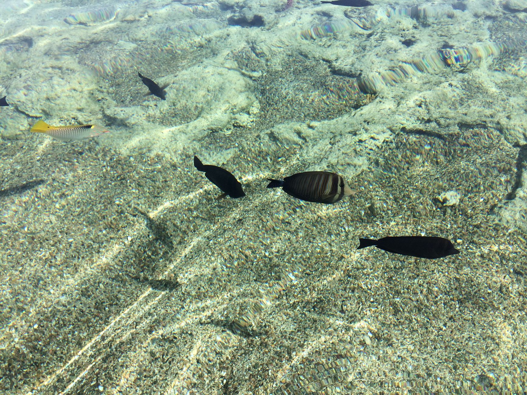 A serene underwater view showcasing diverse fish species swimming in Marsa Alam, Egypt.