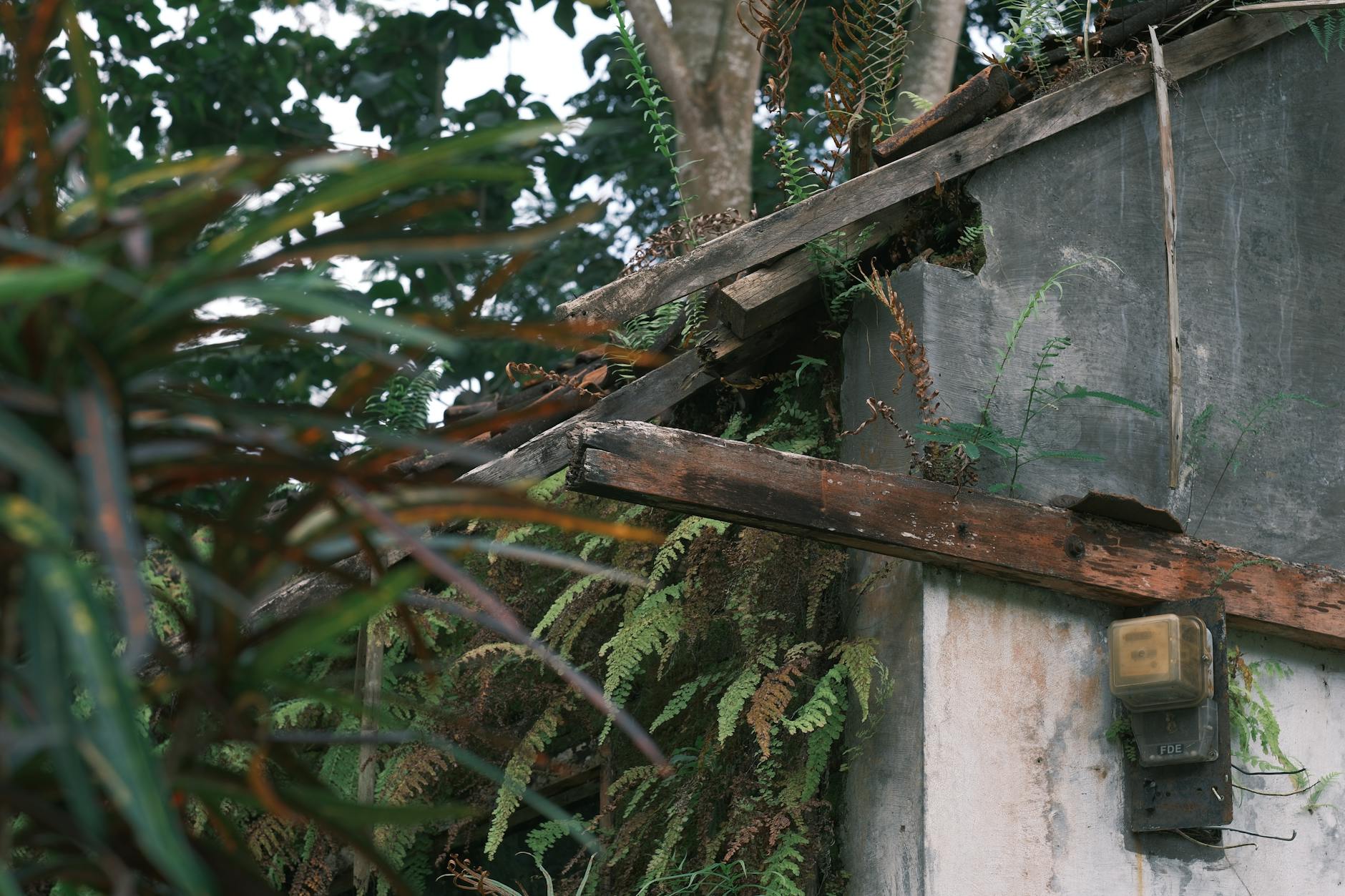 A decaying roof with vibrant ferns and foliage creating a rustic, natural scene.