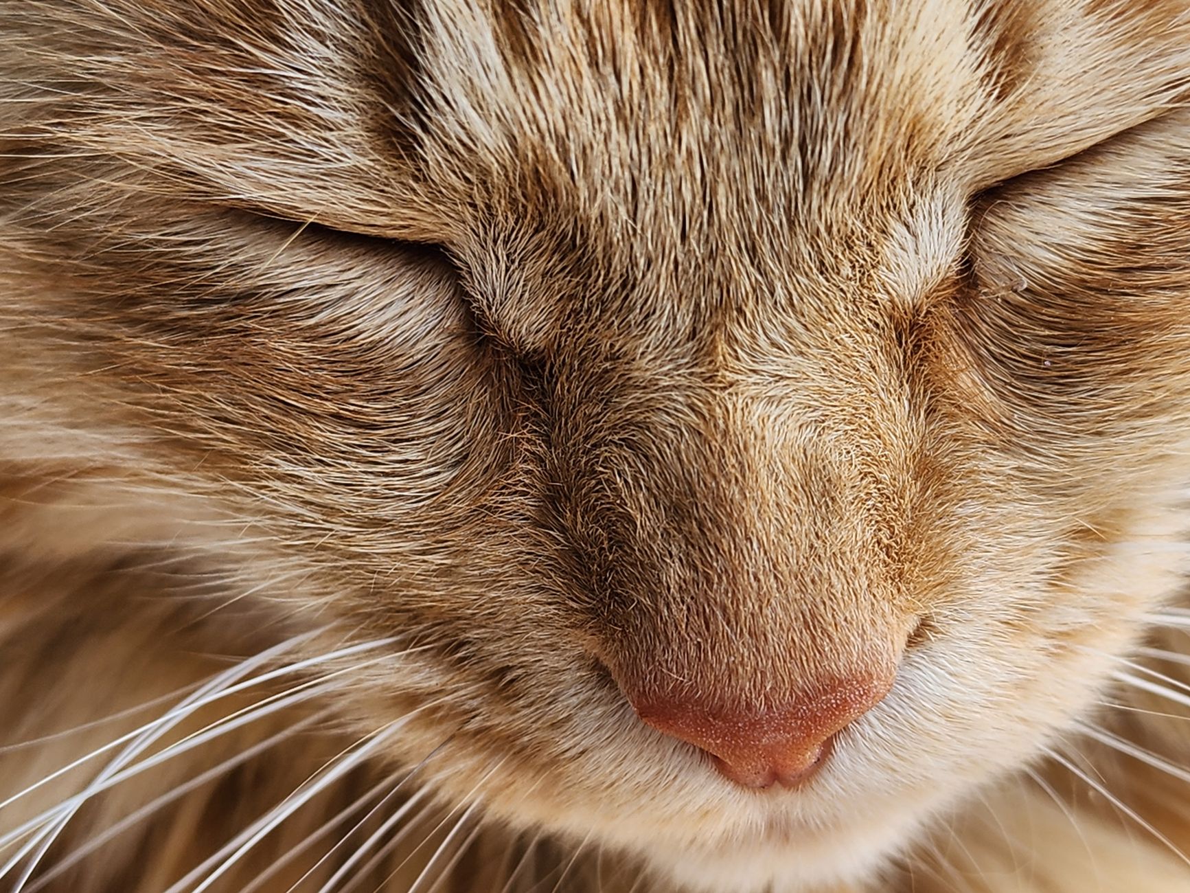 Charming close-up of a ginger cat with eyes closed, showcasing its nose and whiskers.