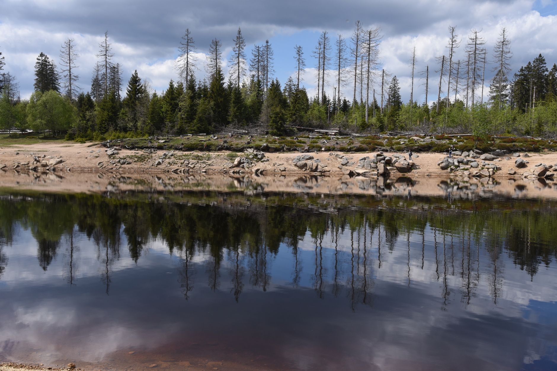Peaceful view of conifer trees reflecting on a clear lake in Harz National Park, Germany.
