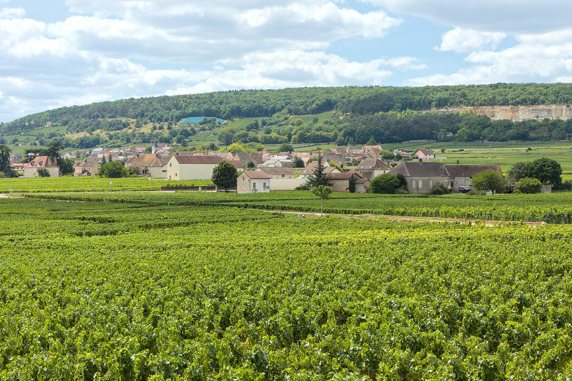 The vineyards of Chassagne-Montrachet with the village at the foot of the Côte de Beaune