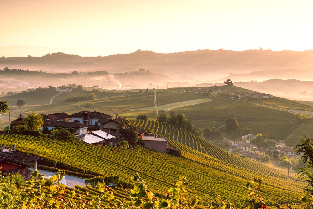 Hügelige Weinberge im Morgenlicht mit weiten Rebzeilen